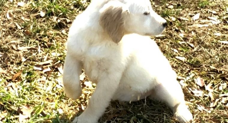 Golden Retriever Puppies For Sale