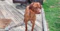 Vizsla For Sale