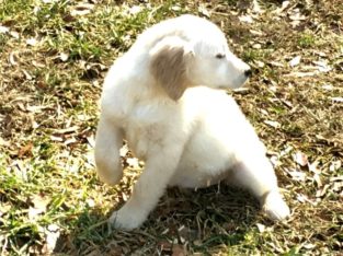 Golden Retriever Puppies For Sale