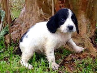 English Cocker Spaniei Puppies For Sale.