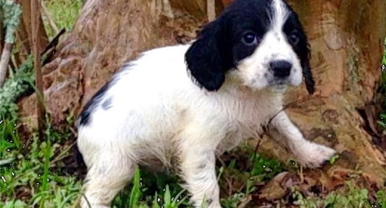 English Cocker Spaniei Puppies For Sale.
