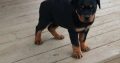 Rottweiler Puppies For Sale