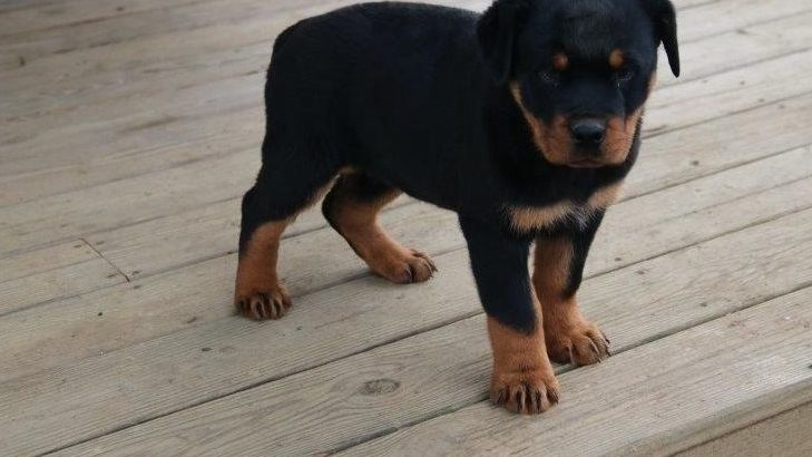 Rottweiler Puppies For Sale