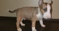 Register bull Terrier pups for sale.