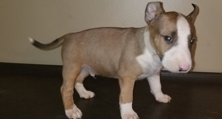 Register bull Terrier pups for sale.