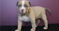 pit bull terre