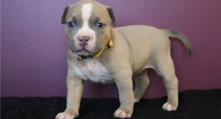 pit bull terre