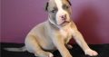 pit bull terre Available for sale