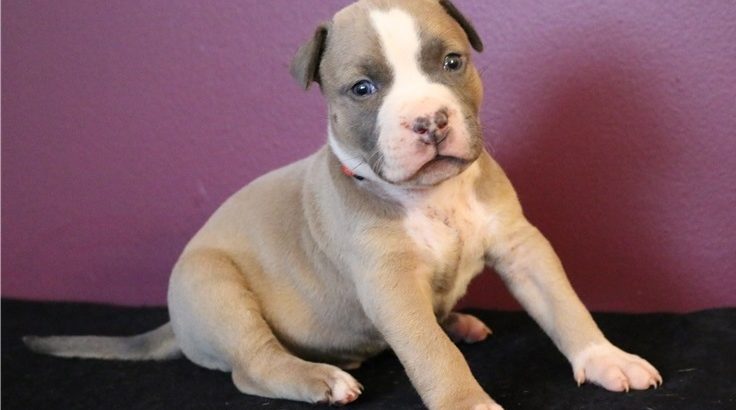 pit bull terre Available for sale