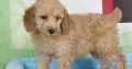 cocker spaniel Terrier puppies Available for sale