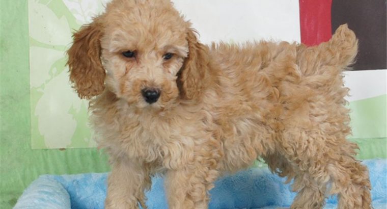 cocker spaniel puppies for sale