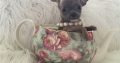 Chihuahua puppies for sale