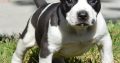pit bull terre Available for sale