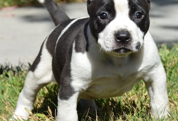 pit bull terre Available for sale
