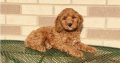 Cockapoo puppies Available for sale