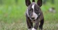 Register bull Terrier pups for sale.