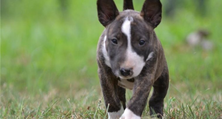 Register bull Terrier pups for sale.