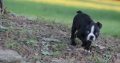 Bull Terrier puppies Available for sale