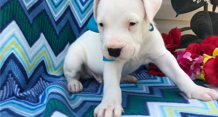 Dog Argentino Puppies For sale