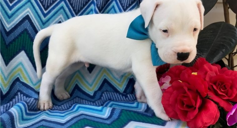 Dog Argentino Puppies For sale