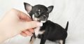 Chihuahua puppies for sale