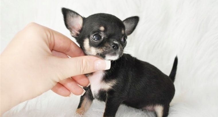 Chihuahua puppies for sale
