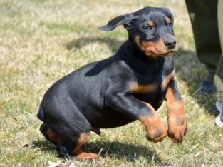 Doberman puppies
