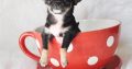 Chihuahua puppies for sale