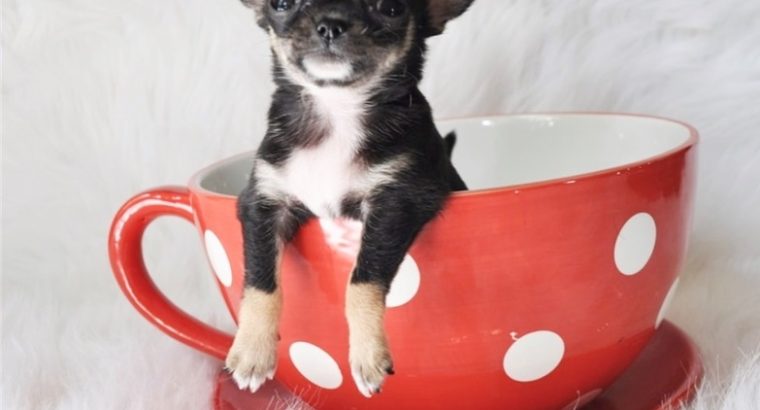 Chihuahua puppies for sale