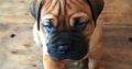 Bullmastiff Puppies puppies Available for sale