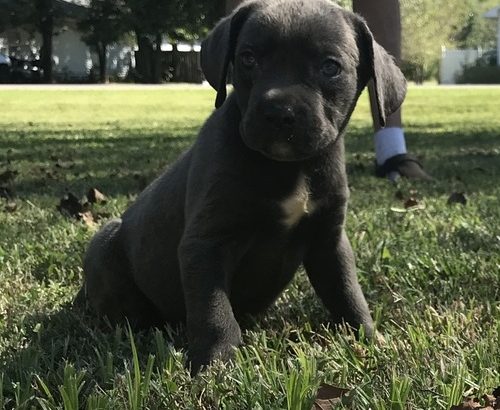 Cane Corso Italiano puppies Available for sale