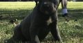 Cane Corso Italiano puppies Available for sale