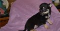Chihuahua puppies for sale