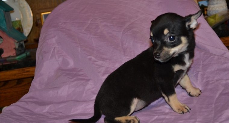 Chihuahua puppies for sale