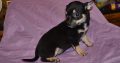 Chihuahua puppies for sale