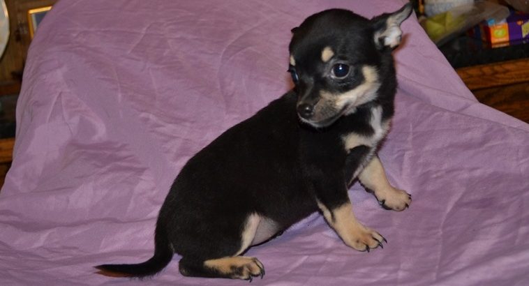 Chihuahua puppies for sale