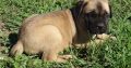 Bullmastiff Puppies