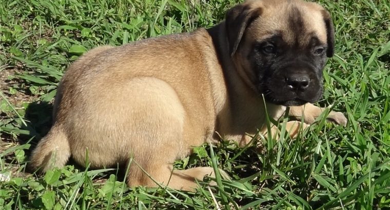 Bullmastiff Puppies