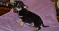 Chihuahua puppies for sale