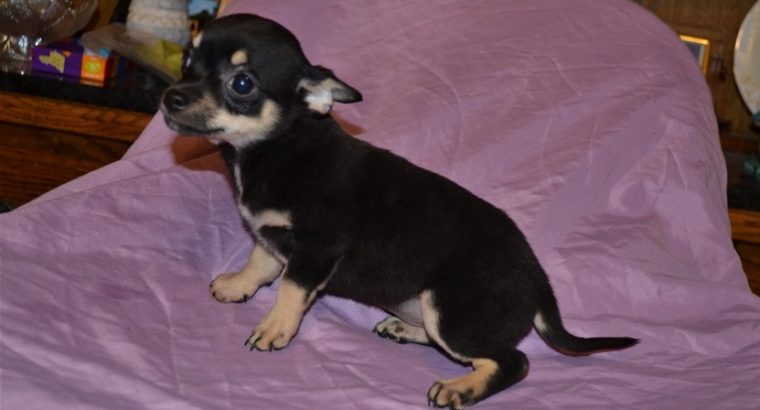 Chihuahua puppies for sale