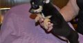 Chihuahua puppies for sale