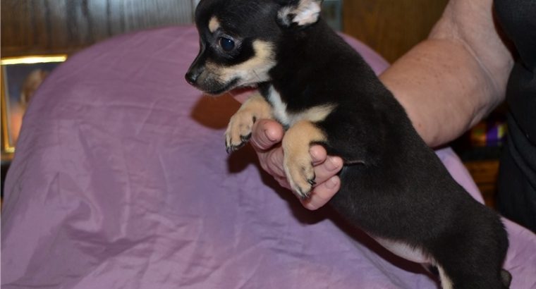 Chihuahua puppies for sale