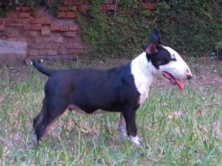 Boston terrier puppies