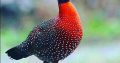 Tragopans Pheasants Fowls