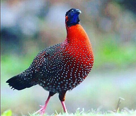 Tragopans Pheasants Fowls