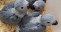 Healthy Hand Fed Parrots For Sale