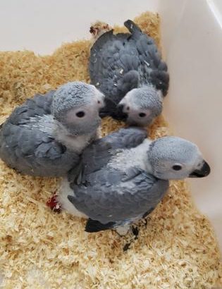 Healthy Hand Fed Parrots For Sale