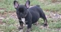 French Bulldog puppies Available for sale