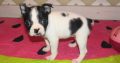 Boston terrier Available for sale