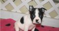 Boston terrier puppies Available for sale